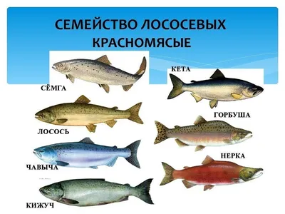 Красная рыба – все виды, среда обитания | VSESVOE.online | Дзен