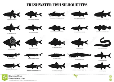 Силуэты пресноводных рыб иллюстрация вектора. иллюстрации насчитывающей  комплект - 78029351