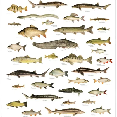 Пресноводные рыбы Швеции – СЛОВАРЬ - Swed.Fish