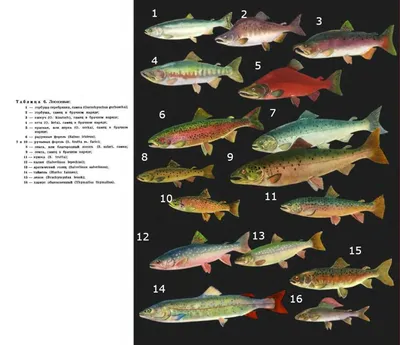Как определить вид речной рыбы