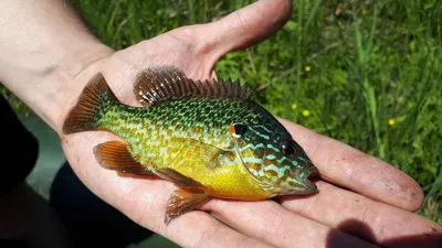 Опасный пришелец наших водоемов. Солнечный окунь. Виды пресноводных рыб. |  Fish, Fish pet, Pets
