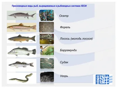 Рисование пресноводных рыб с плавниками векторное изображение ©Ostapius  102731096