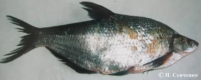 Рыбы 🌟 Виды, список, названия, размеры, особенности, описание, фото и  видео - «Как и Почему»