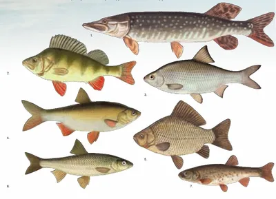 Пресноводные Виды Рыб | Северянин | Дзен