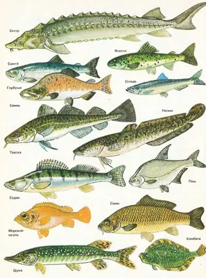 Распространение рыб и их биография