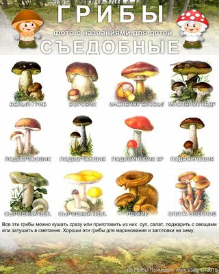 Виды съедобных грибов с названиями фото
