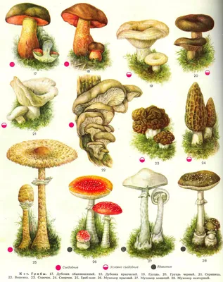 Виды съедобных грибов с названиями фото