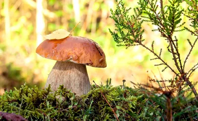 Самые полезные грибы – список, названия, описание, фото и видео - «Как и  Почему»