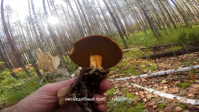 Несъедобные грибы фото описание и название, и не название. | Рыбачил.ru