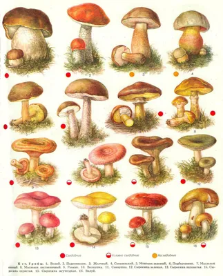 Полный Съедобные и несъедобные грибы. Самые распространенные 16 видов с  названиями, подробным… | Ботанические иллюстрации, Ботанические рисунки,  Иллюстрация природы