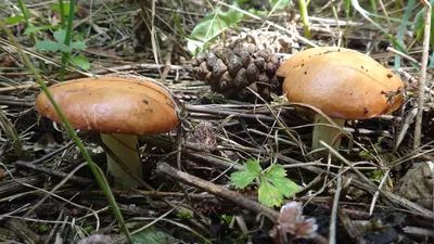 Осторожно, грибы: в Германии орудуют опасные двойники!