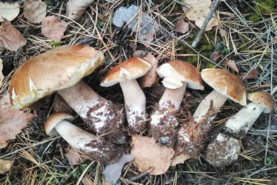 Ядовитые грибы России: Как определить ядовитый гриб, как отличить съедобный  гриб (КАРТИНКИ, ФОТО)