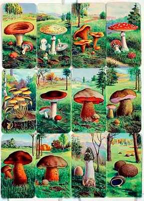 Calaméo - Edible mushrooms of the Far East VER. 2.0.