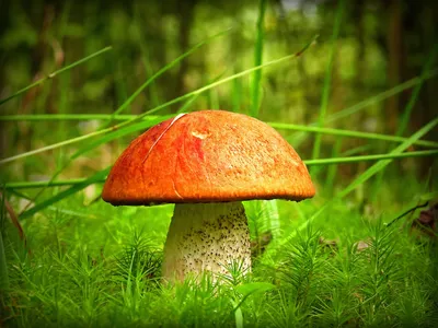 Популярные съедобные грибы. Фото, названия и описание. — Ботаничка