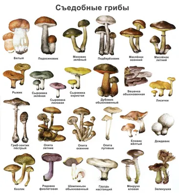 Съедобные грибы: название, фото и описание съедобных видов