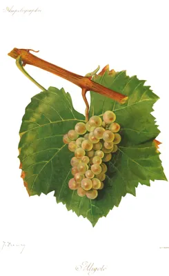 Виноград Алиготе- описание и характеристика сорта, рекомендации по посадке  и выращиванию
