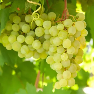 Описание сорта винограда «алиготе» | «Табрис»