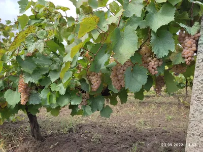 Винный виноград Алиготе в Москве от Vineo купить в Москве | Товары для дома  и дачи | Авито