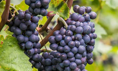 Винные сорта винограда в категории \"Сельхозпродукция, техника и  оборудование\" | Сравнить цены и купить на Prom.ua, стр. 7