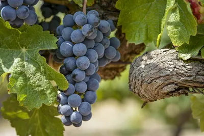 Международные сорта винограда