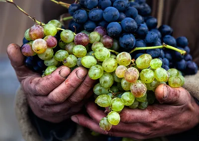 Винные сорта винограда в категории \"Сельхозпродукция, техника и  оборудование\" | Сравнить цены и купить на Prom.ua, стр. 7