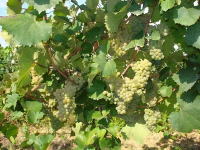 Алиготе: сорт винограда, происхождение, особенности