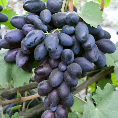 Виноград Велика - купить саженцы ягодных культур с доставкой по Украине в  магазине Добродар
