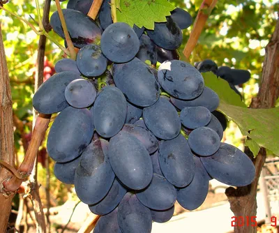 Черенок винограда «Велика» в Белгороде: цена 200 руб — купить с доставкой в  интернет-магазине