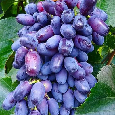 Саженец винограда сорт Велика - купить по лучшей цене в Одессе от компании  \"💙АГРОЛИНИЯ™💛\" - 90322715