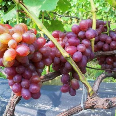 ВИНОГРАД ВОВЧИК: купить саженцы винограда вовчик почтой | PLOD.UA