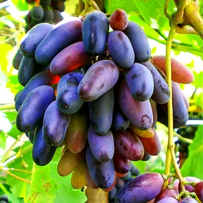 ВИНОГРАД БЛЭК ФИНГЕР: купить саженцы винограда блек фингер почтой | PLOD.UA