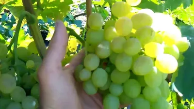Сорт винограда Велика: описание, фото