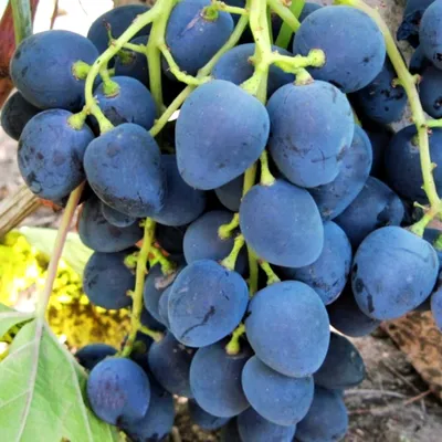 ВИНОГРАД ЧЁРНАЯ ВИШНЯ: купить саженцы винограда черная вишня почтой |  PLOD.UA