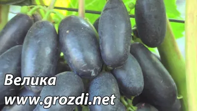 Велика | ЛОЗА | купить саженцы винограда | описание сортов винограда | как  растить виноград | Вкусный виноград | Бердянск
