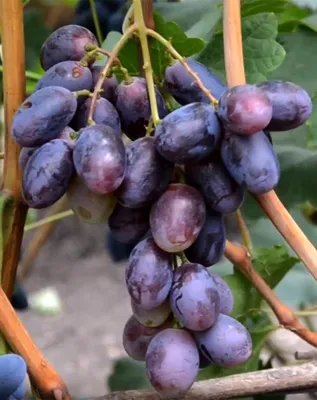 Купить саженцы винограда, семенной картофель и многое другое для сада и  огорода • Приусадебное хозяйство