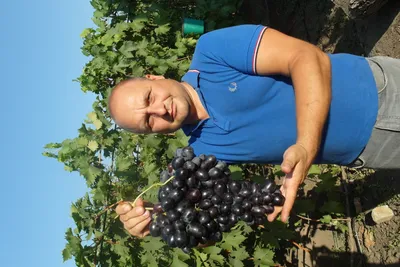 Велика — Виноградник Дашевских