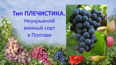 Grapes 2018. Grape Marquette, a wine grade from the USA in Poltava - YouTube