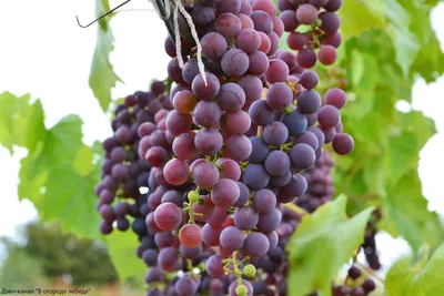 9 сортов винограда, не боящиеся низких температур. | В огороде лебеда. |  Дзен