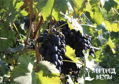 Сорта винограда – лучший арочный виноград для дачи