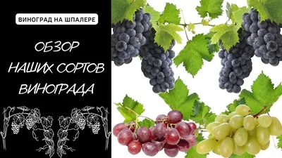 Обзор нашего винограда. Сорта (Августовский,Победа,Гранатовый Магарача,Пино  Нуар,РПС,МАРКЕТТ и др.) - YouTube