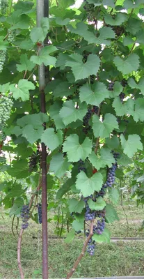 Маркетт | Блог Игоря Заики о виноградарстве и авторском виноделии