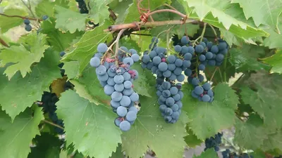 Советы по нормированию винограда сорта Маркетт и Фронтиньяк-гри - YouTube
