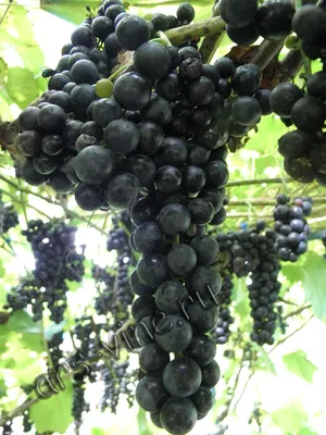 Технический виноград Маркетт (Marquette) | Ars-Vine