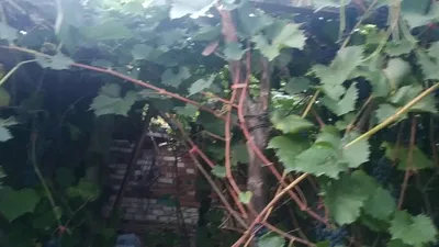 Маркетт, раннесредний красновинный сорт винограда - YouTube