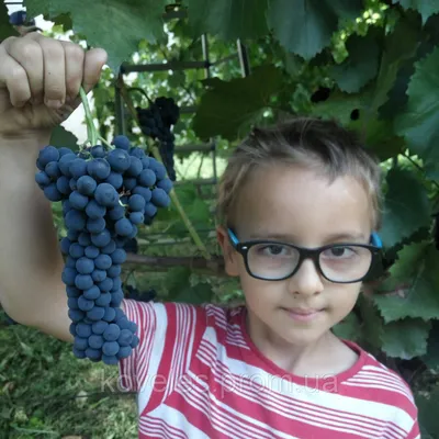 Саджанці винограду Маркетт, цена 100 грн — Prom.ua (ID#590068424)