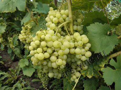 Виноград для Приморского края, рекомендуемые сорта| Ars-Vine