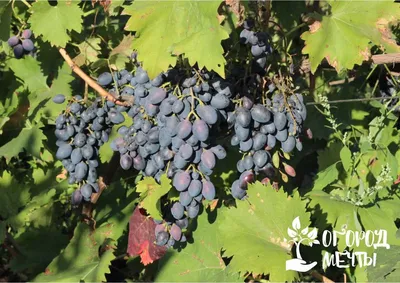 Сорта винограда – лучший арочный виноград для дачи
