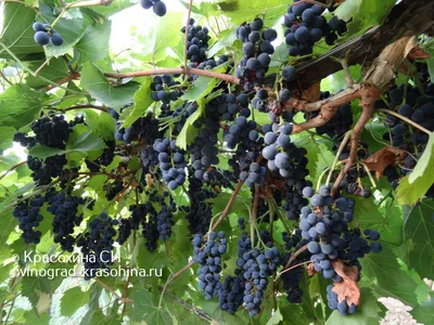 Маркетт - Виноград, виноградарство. Саженцы винограда Красохиной С.И.