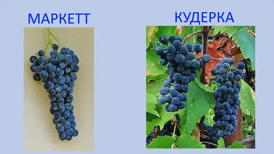 Блог Владимира Исаенко о винограде и саде на даче: Домашнее вино Виноград  Маркет Дегустация из урожая 2020г.