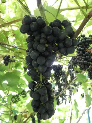 Технический виноград Маркетт (Marquette) | Ars-Vine